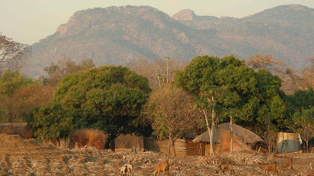 Ziegen in Malawi